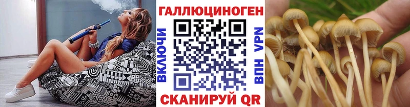 где купить наркоту  Шали  Псилоцибиновые грибы GOLDEN TEACHER 